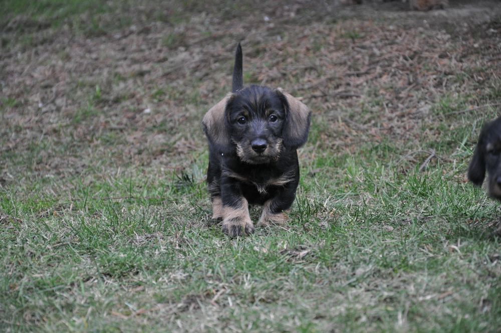 Chovatelská stanice Z Hory Ondřejník